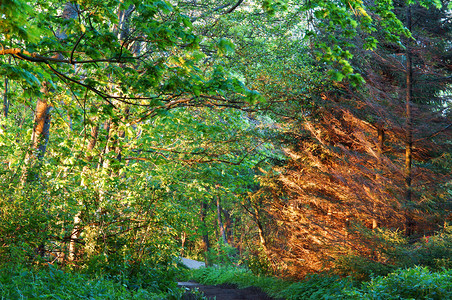 红色的sunrsquos的光线照亮了杉树林阳光洒在了松树林河污垢图片