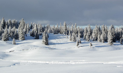 风景优美丽的fir树在朱拉山的雪中覆盖着美丽的fir树谷寒冷的图片