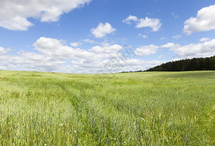 小麦农业田蓝天空和阴云气的夏季风景绿色谷物小麦收成庄稼生长图片