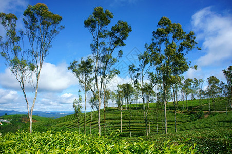 曹风日美丽的自然景观广阔的绿色茶园农场上的树群越南春天旅游的好CauDat有许多大叻茶山精彩的考图片