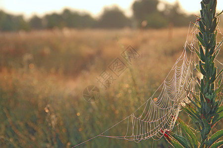 蜘蛛草田园诗般的降低高清图片