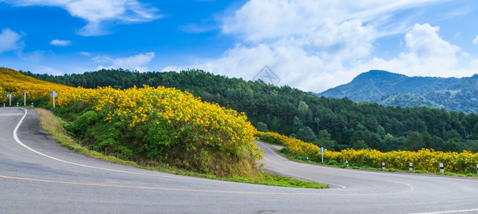 小路春天山坡上的弯曲道路在山和森林的公路边用鲜花开美丽的图片