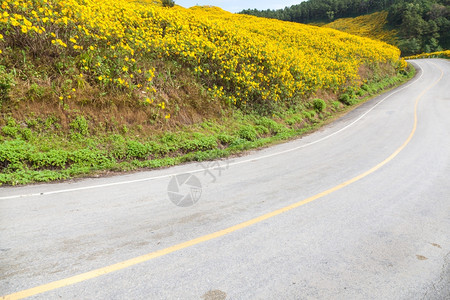 山坡上的弯曲道路在山和森林的公路边用鲜花开树木风景图片