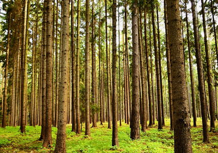 森林中的树木以及自然放松和娱乐环境背景自然的环境绿色乡村的季节图片