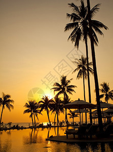 海滩旅游娱乐日出时棕榈林环影图片