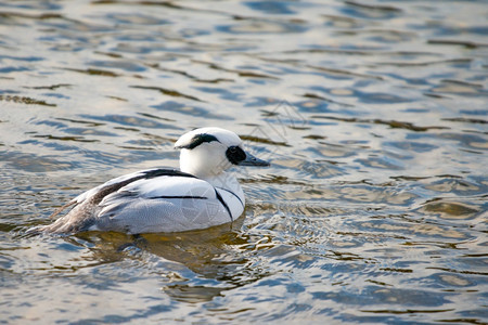 动物SmewMergellusalbellus在湖中游泳物种观鸟图片
