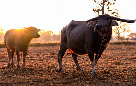 农场牧泰国水牛母子在清晨的稻田与阳光一起站立在稻田东南亚家庭水牛在农村的家庭动物在泰国水牛和家畜在农村栖身卡拉牛肉图片