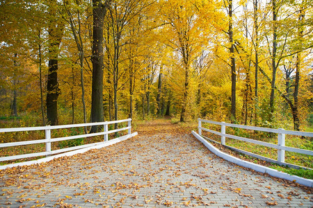 走橙风景美丽的金色秋天所有颜的秋美丽公园中间的路有趣周末度假美丽的公园金色秋日木兰白栅栏图片