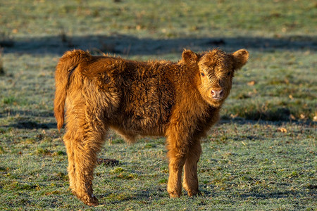 棕色小牛排在豪华冻土覆盖的草原上在晨日阳光下棕色小牛排在晨日阳光下霜加洛韦图片