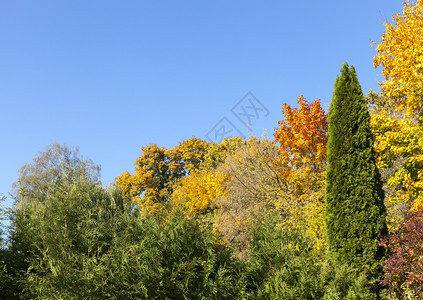 秋天的季节五颜六色的红黄绿落叶树与色针一起生长美丽的混合景观草自然黄色的图片