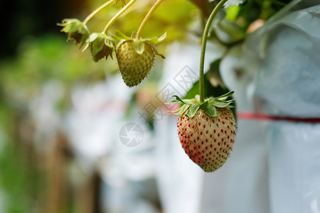 树上新鲜草莓红开普和绿色收获农业种植园概念等素食主义者篮子户外图片