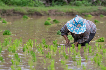 粮食准备种稻苗植并在有机稻田种植树苗庄稼环境背景图片