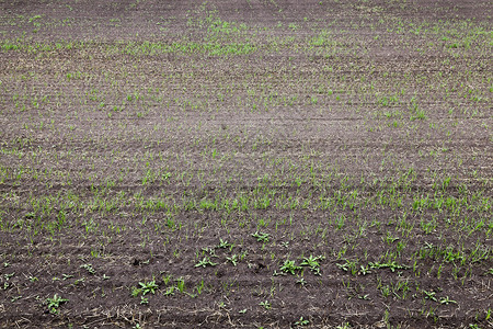 草地清楚的天在农业田地种植绿色小麦近距离关闭了小麦的绿色田间细深图片