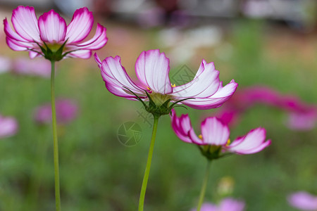 菊科户外粉宇宙花朵场地图片