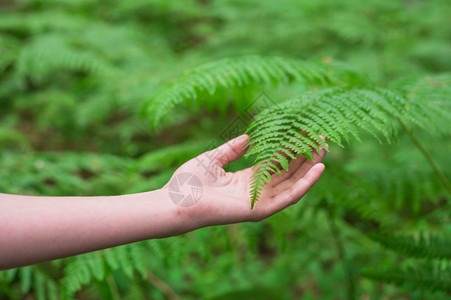 绿色女手优雅的长指轻触摸植物蕨类的叶子无法辨认的人特写镜头高质量图像女手蕨类植物叶子无法识别的人特写镜头生态荒野图片