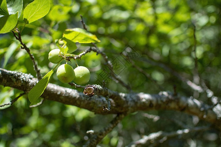 7月在瑞典斯德哥尔摩绿花园一棵树上收割成熟的梅子7月在一棵树上收割成熟的梅子白色绽放苹果图片