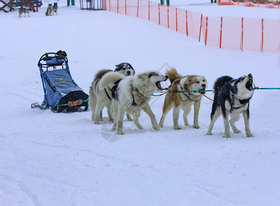 冬日雪橇狗背景图片