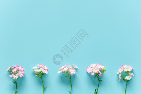 周年纪念日粉彩边框在蓝色背景上制作带有复空间的小花朵妇女节设计模板贺卡邀请函明信片平躺顶视图自然图片