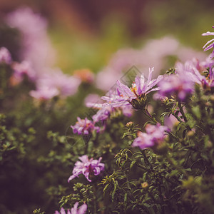 紫色玫瑰花植物花瓣高清图片