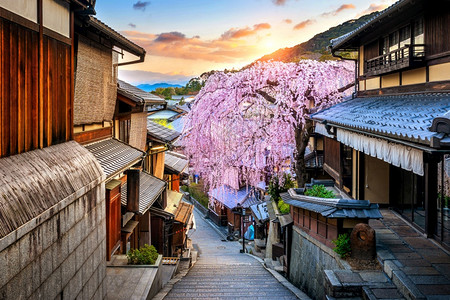 季节在日本京都历史悠久的东山县春季樱花开旅行树木图片