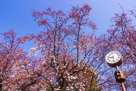 大阪jo公园前钟花粉红色朵和蓝天空明亮背景绿色植物正面图片