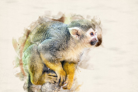 哺乳动物纸说明一只松鼠猴子Saimirisciureus坐在树木上插图图片
