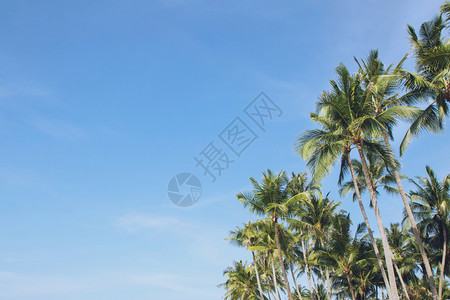 海滩上的椰子树假期美丽的绿色图片
