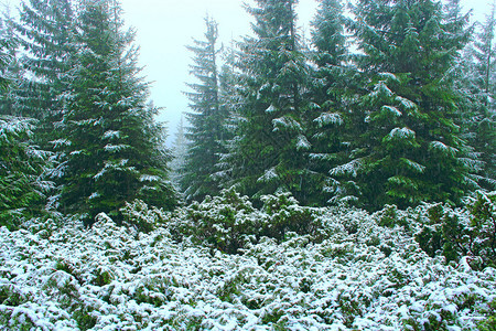 松树冬天一年初雪后长满冷杉的茂密绿色森林阴的冷杉林景观自然朦胧静默的木头云杉山间针叶一年初雪后长满枞树的森林旅行图片