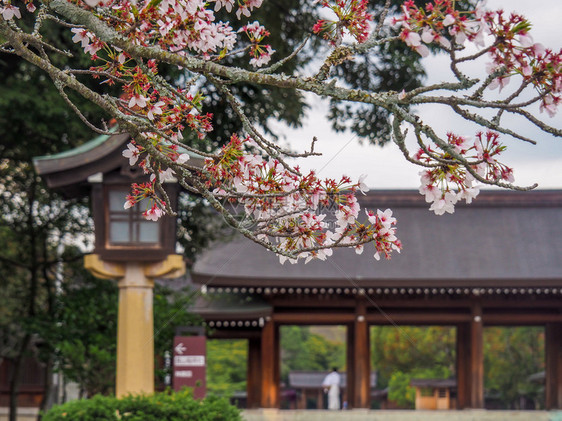2017年4月2日本在纳拉省Kashhara神庙入口处的日本朝仓建原神殿入口处樱桃花亚洲人建造四月图片