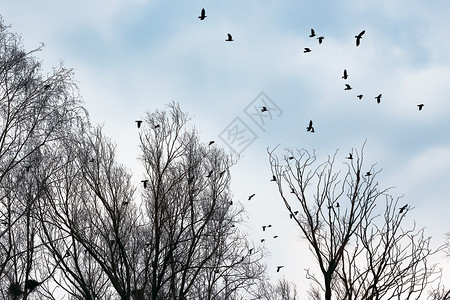 恐惧轮廓灰蒙乌鸦在无叶树中飞翔对抗灰蓝天空选择焦点乌鸦和在赤草树中背景图片