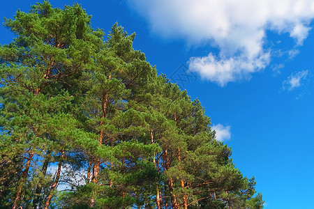 夏日在森林中的松树在蓝天背景的空下在林中夏日的松树地野生动物干图片
