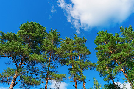夏日在森林中的松树在蓝天背景的空下在林中夏日的松树植物蓝色生态图片
