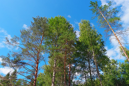 树林地分支夏日森中的树在蓝天空背景的森林中在的夏日树图片