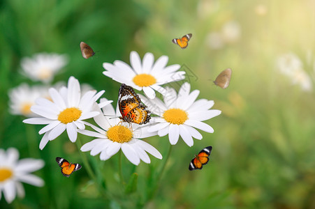 黄橙蝴蝶在绿色草原上的白粉花朵在绿草地晴天花园植物群图片