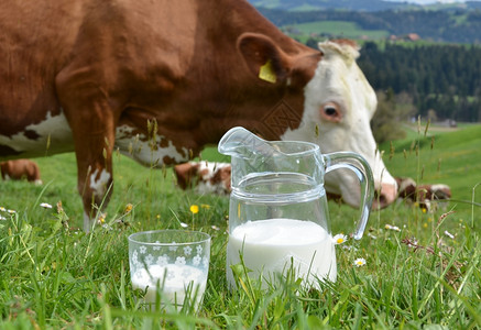 草地牛玻璃瑞士的奶和区瑞士图片