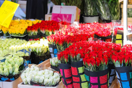 礼物玫瑰庆典在荷兰花卉市场销售的鲜花荷兰图片