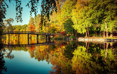 多彩树叶和水中倒影图片