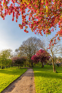吠户外在英国曼彻斯特Whitworth公园一个阳光明媚的春天下午开花盛的Kwazan樱桃树和其他木干图片