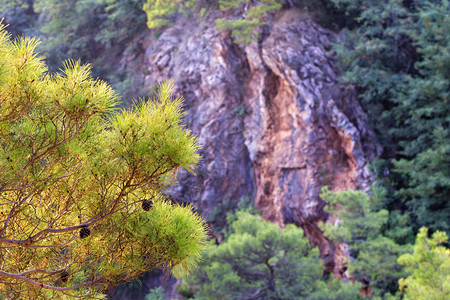 针叶金的色阳光下的红花岗岩背景上美丽的飞毛树枝在金色阳光下闪亮的圆锥面上美丽的青松花岗岩边金色阳光下绿图片
