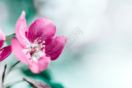 季节充满活力明的粉红苹果树花春天背景美丽的自然场景阳光果园抽象模糊的春季背景空间复活节制日阳光明媚的彩色季节图片