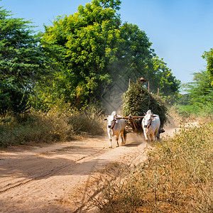 令人惊异的农村风景有两辆白色牛排拉车和泥土路上干草亚裔人骑着缅甸运输农业景观背景图片