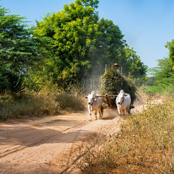 令人惊异的农村风景有两辆白色牛排拉车和泥土路上干草亚裔人骑着缅甸运输农业景观图片