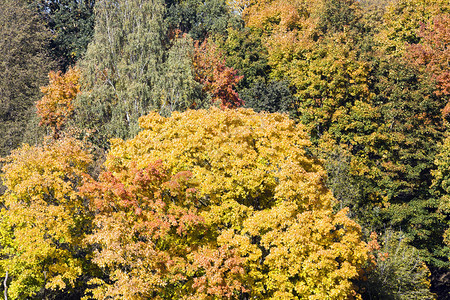 多彩的秋季树林图片