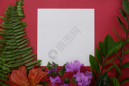 装饰情人节收藏装有红色背景热带叶和鲜花文字或图片空间的混版白纸图片