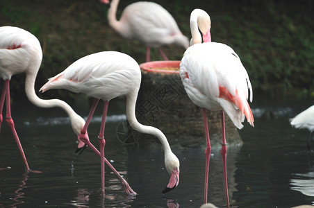 当地动物园的一群粉红火烈龙种旅行美丽的图片