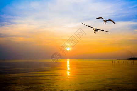 野生动物黄橙蓝天的海鸥对等日出时蓝天的海鸥对等以自然景观为背的动物两只鸟飞越海水或洋上空以及泰国邦浦日落时空和泰国邦浦日落时的地图片