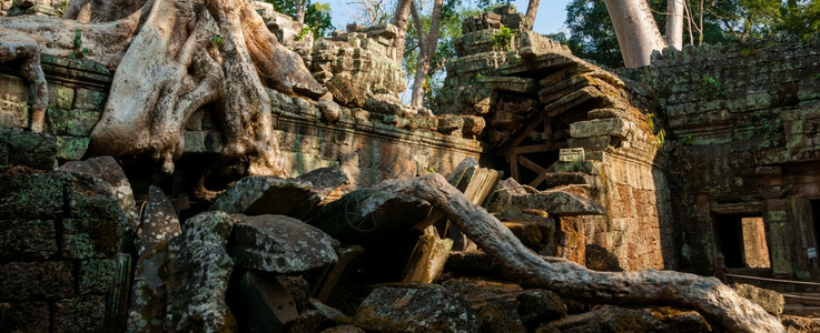 历史在TaProhm树的寺庙上在TaProhm寺庙吴哥河的墙上一种柬埔寨图片