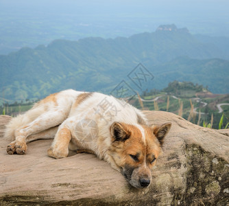 松弛快乐的狗坐在大岩石上山地背景与尖锐的S曲线路锋利薄雾图片