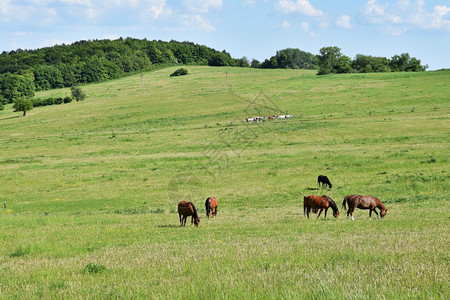 牧场友谊户外在大自然中由放牧的美丽马匹与野生动物相伴的美丽天然彩色背景图片