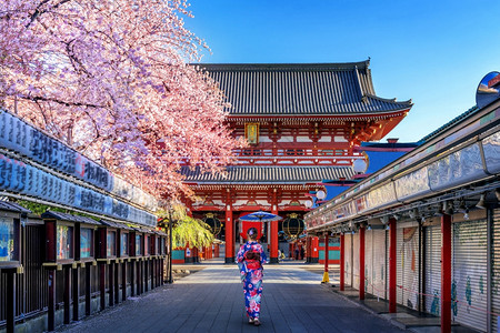 樱花和服建造传统的神社在日本东京寺庙穿传统和服的亚裔妇女背景